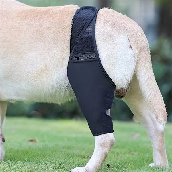 Benstöd för Hund – Andningsbart Knästöd för Frakturåterställning XL