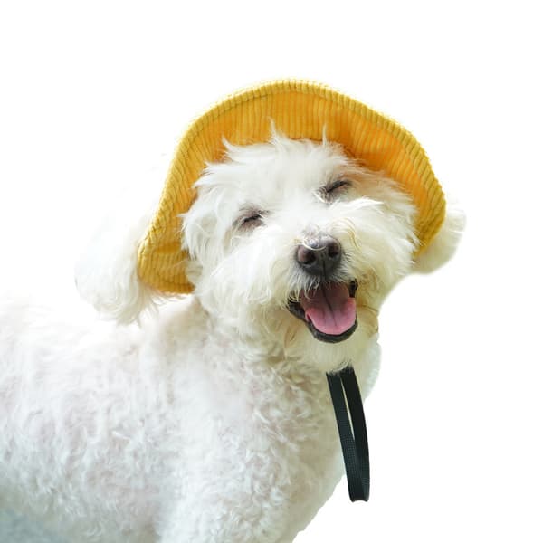 Gul fløjlsagtig kæledyrs bucket hat - til store hunde M M