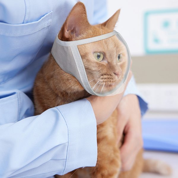 Kattmunkorg för trimning och behandling Vit M