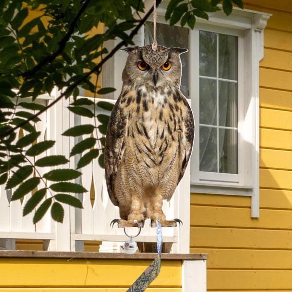 Pöllölintua karkottava kellariipus