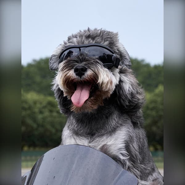 Hundegoggles - polycarbonat stød- og UV-beskyttelse til udendørs ture med justerbar polstret pasform til hunde S S