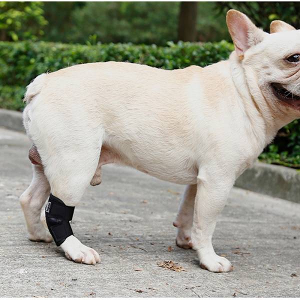 Hundbensstöd - Kort stödstrumpa för hundar XL