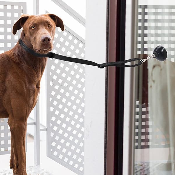 Hundbadkar Sugkopp Koppelfäste - Säker Trimningskoppel