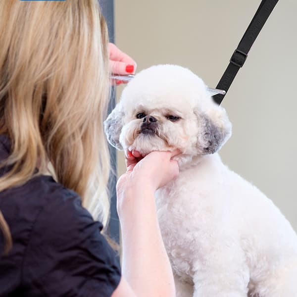 Hundbadkar Sugkopp Koppelfäste - Säker Trimningskoppel