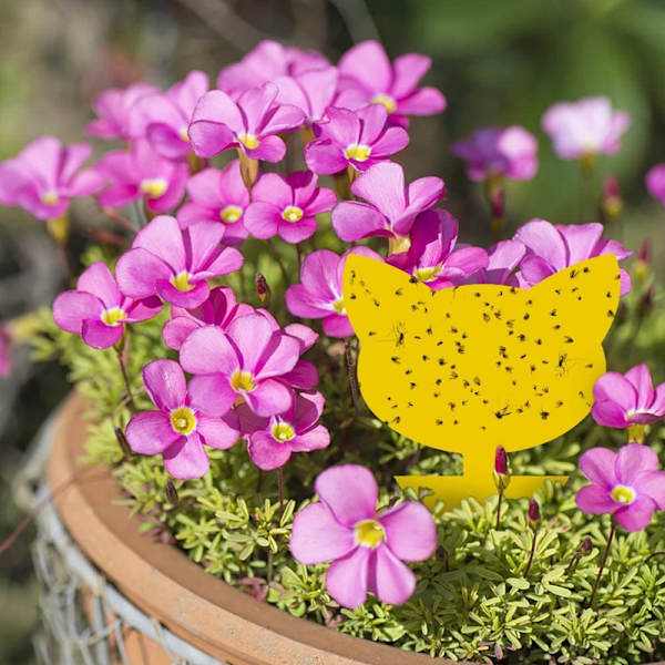 INF 60-pack Flugfångare / Flugfälla / Klibbig insektsfälla Gul