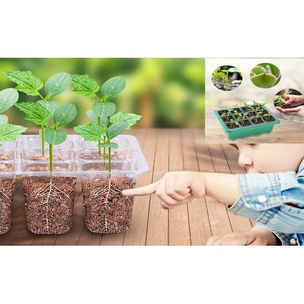 Förökningsbricka Krukor, Startbrickor för plantor 12 celler per bricka Träd