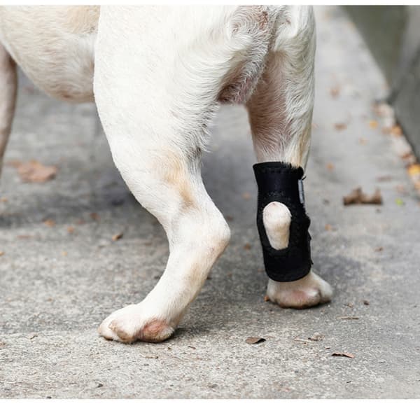 Hundbensstöd - Kort stödstrumpa för hundar S S
