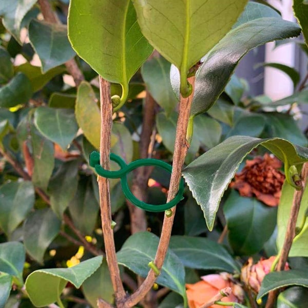 100 stykker stor størrelse havestøtteclips otte spænde ring til sikring af planter Grøn