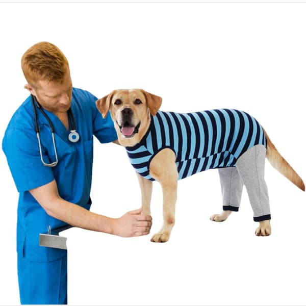 Corgi Teddy Små till Stora Hund Kläder - Höst och Vinter Kläder Blue S Blue S