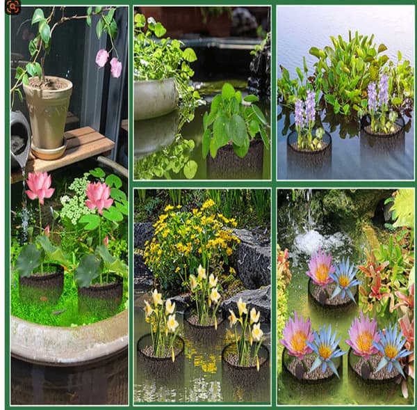 Mesh Aquatic Plant Pot - Set om 4 för vattenträdgårdar Square