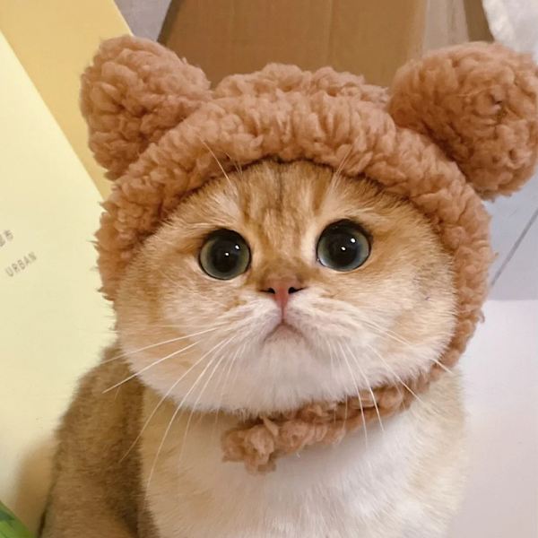 Kæledyr Hovedbeklædning - Sødt Kostume til Katte og Små Hunde Model 7