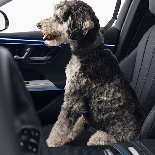 Hundbadkar Sugkopp Koppelfäste - Säker Trimningskoppel