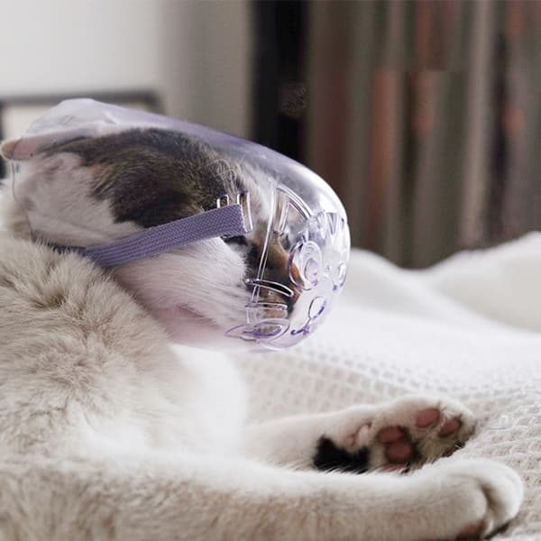 Transparent Kattmunkorg: Anti-Bett & Grooming Mask för Säker Hantering S S