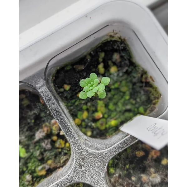 Förökningsbricka Krukor, Startbrickor för plantor 12 celler per bricka Vit