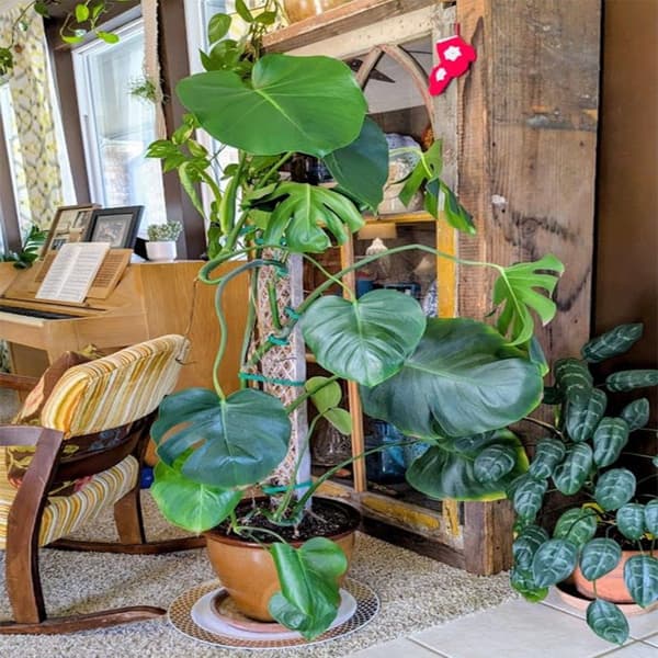 16in D-formad plast-mossstolpe 4-pack med velcro, vit - stapelbart justerbart klätterstöd för Monstera och inneväxter