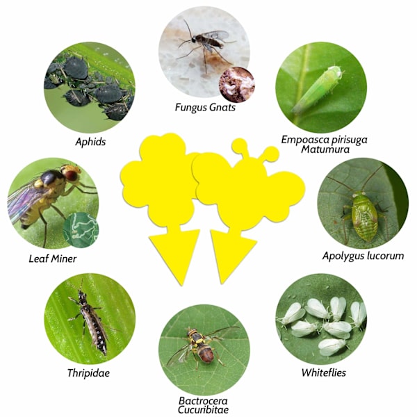 60-pack Flugfångare / Flugfälla / Klibbig insektsfälla Yellow Yellow