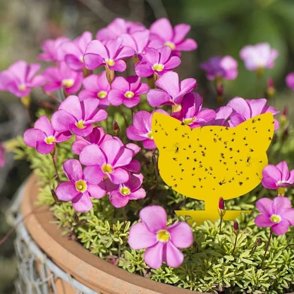 60-pack Fly Catcher / Fly Trap / Sticky Insect Trap Yellow