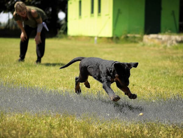 Hundegodbiterpose for trening, magnetisk lukking hundegodbiterpose med midjebelte