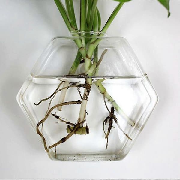 Hydroponisk plantevægvase