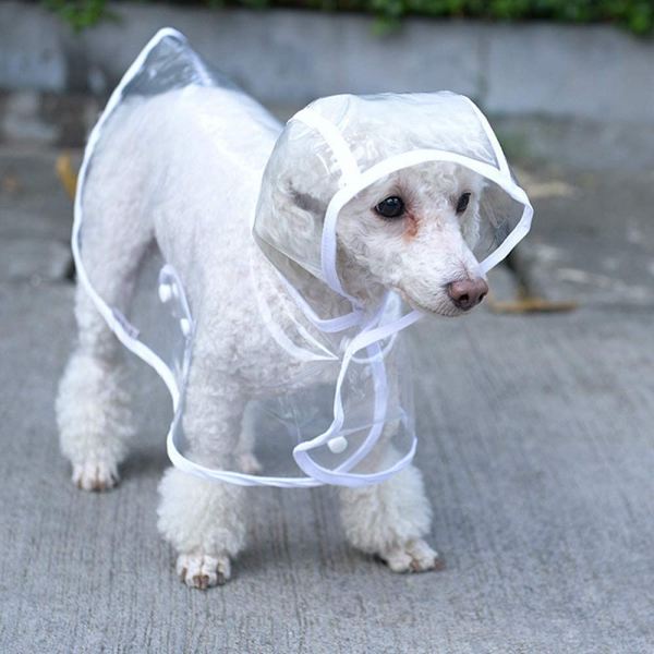 En regnjacka för en liten hund (S)