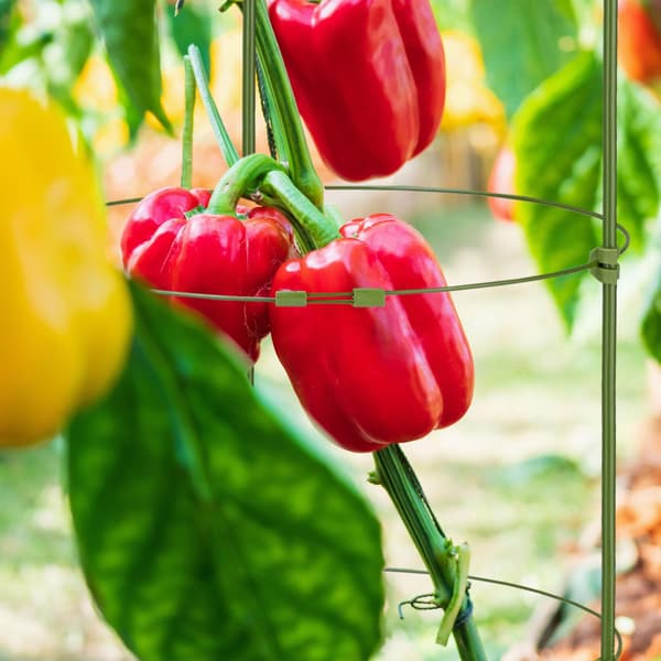 【NX】Sett med 5 runde tomatspalier, 90 cm 1270