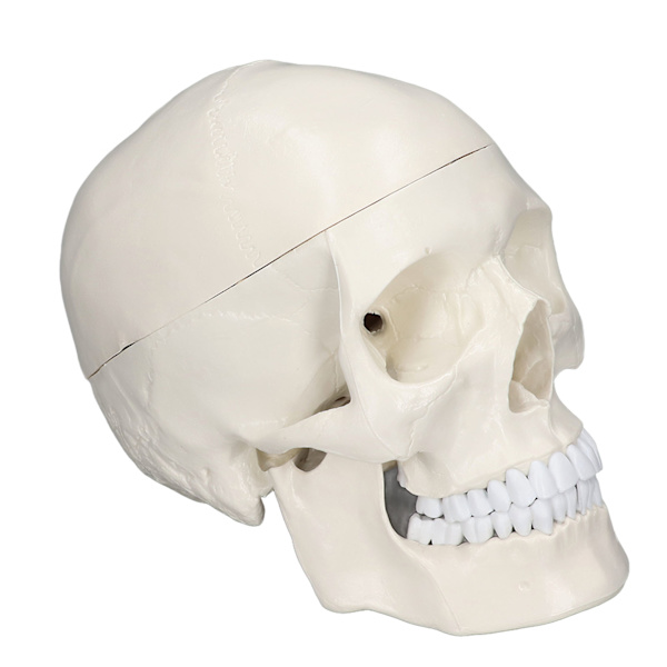 Simulering 1:1 Menneskelig Hodeskalle Modell Avtakbar PVC Skalle Modell for Anatomi Læringskurs