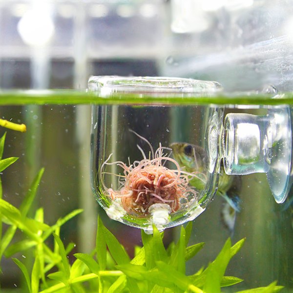 Transparent Aquarium Red Worm Feeder Sugkopp Fisk Matningskopp Behållare Tillbehör Glashålkopp