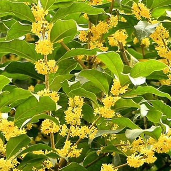 15 förpackningar Osmanthus tepulver malningsprocess Osmanthus päron örtte Triangulärt förpackning te för hemmakontor