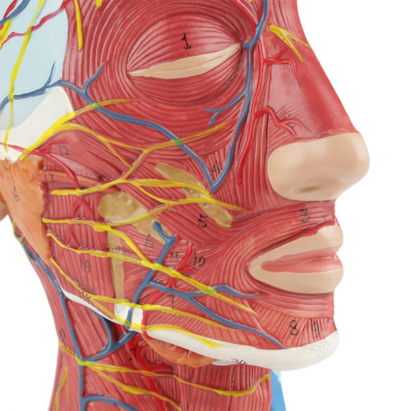 Anatomisesti Oikea Kokoinen Pää Aivot Kaula Keskiosa Opintomalli