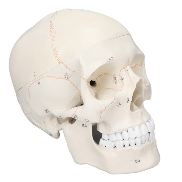 Skallemodell i naturlig storlek mångsidig mänsklig vuxen skalle Anatomisk modell för naturvetenskaplig utbildningsmaterial