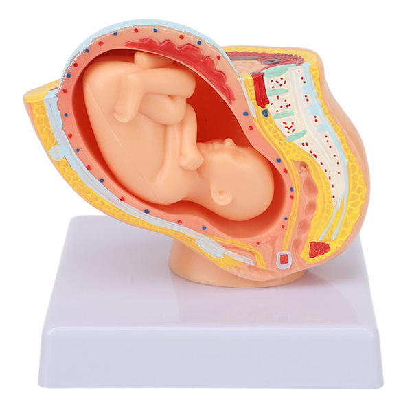 Gravid kvinne Anatomisk bekkenmodell Avtakbar Graviditet 9 måneder baby fostermodell for undervisningshjelp