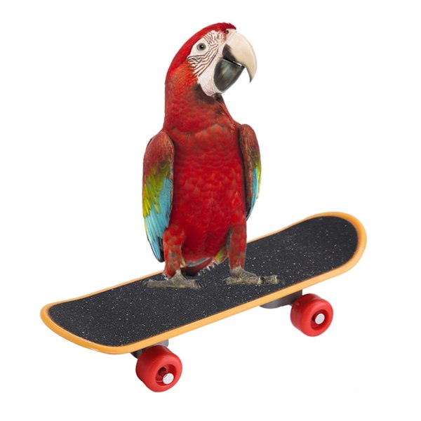 1. Papegøje Skateboard Abborre Stativ Fugl Sjov Træning Spil Interaktionslegetøj