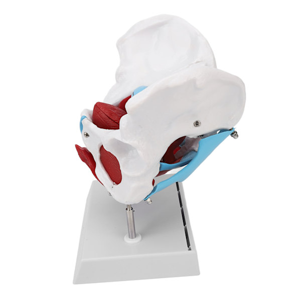 Bäckenbotten Anatomy Model Avtagbar färgad kvinnlig bäckenmodell för barnmorskeundervisning