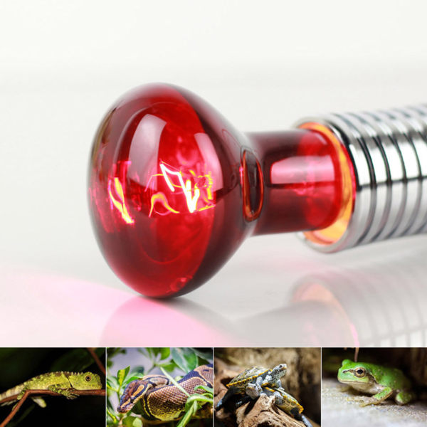 60W Infrarød Varmelampe Rød Lys Glas Varmelampe Pære til Firben Reptil og Padde