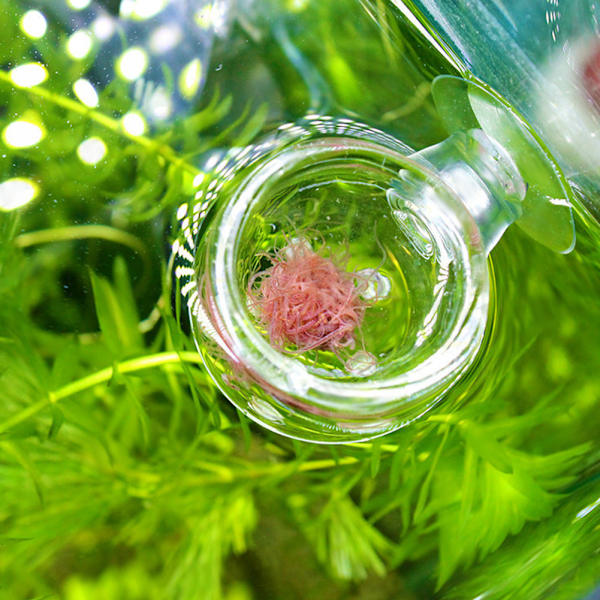 Transparent Aquarium Red Worm Feeder Sugkopp Fisk Matningskopp Behållare Tillbehör Glashålkopp