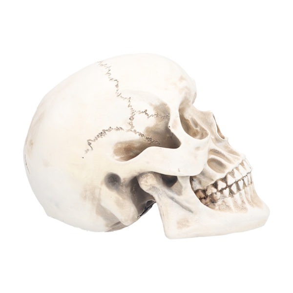 Eläimen kallo Malli Kallo Dekoratio Koriste Hartsin Käsityö Halloween rekvisiitta Kotijuhlan sisustukseen