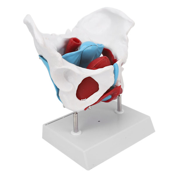Bäckenbotten Anatomy Model Avtagbar färgad kvinnlig bäckenmodell för barnmorskeundervisning