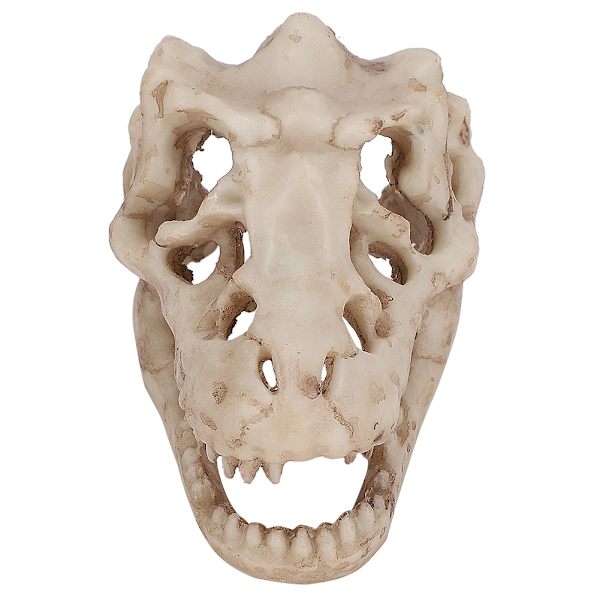 Akvarium dekor kunstig simulering dinosaur hodeskalle form for vannplanter dekorasjon landskap
