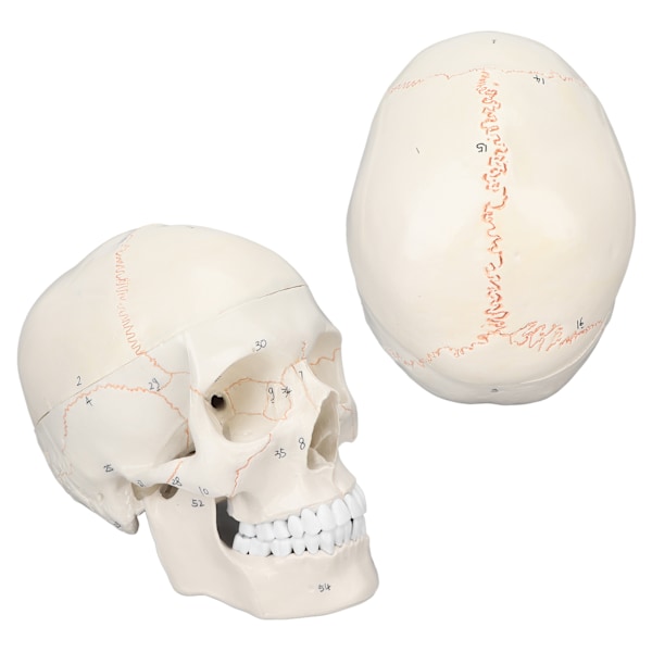 Skallemodell i naturlig storlek mångsidig mänsklig vuxen skalle Anatomisk modell för naturvetenskaplig utbildningsmaterial
