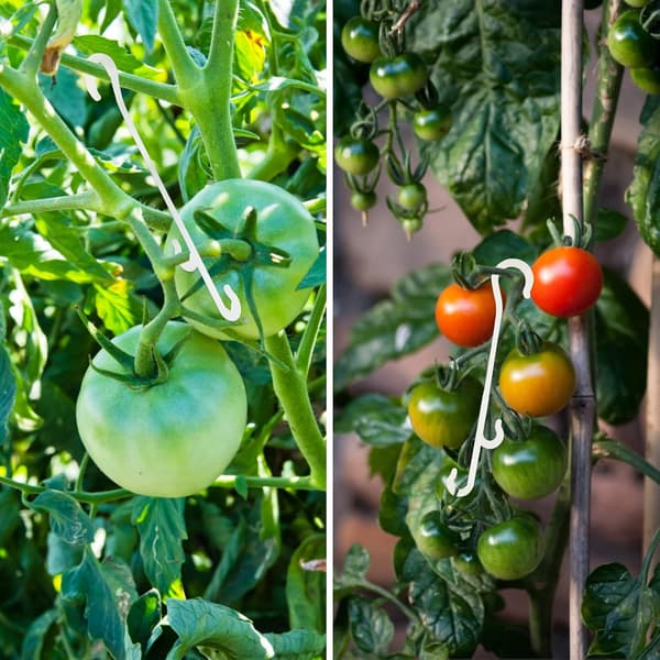 Förpackning med 100 stycken 13 cm växtklämmor för klätterväxter, tomatväxthus