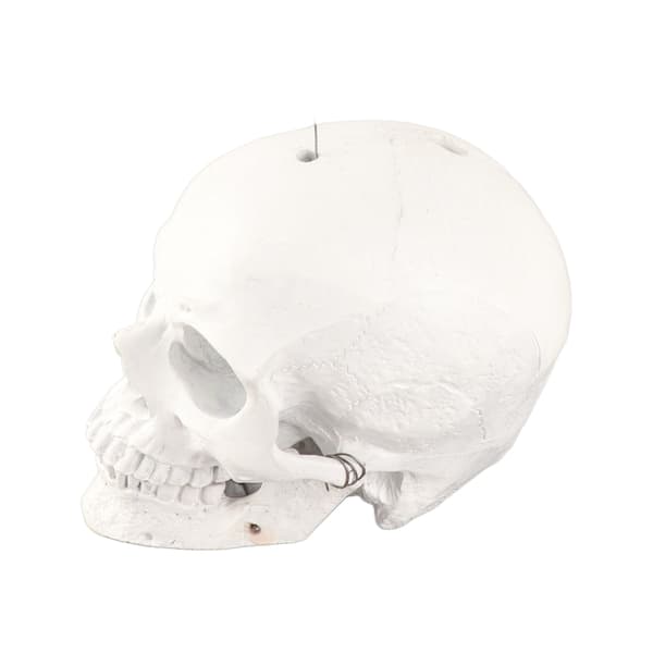 【NX】Skull Windmill Skull Gyratory Windmill Wind Spinner Front Yard Decor