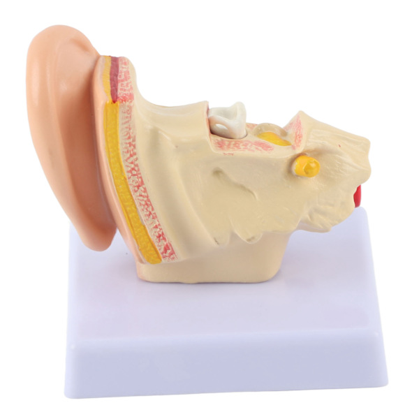 Ear Model Anatomy 1.5:1 Förstorad vetenskaplig professionell simulering Liten mänsklig anatomimodell