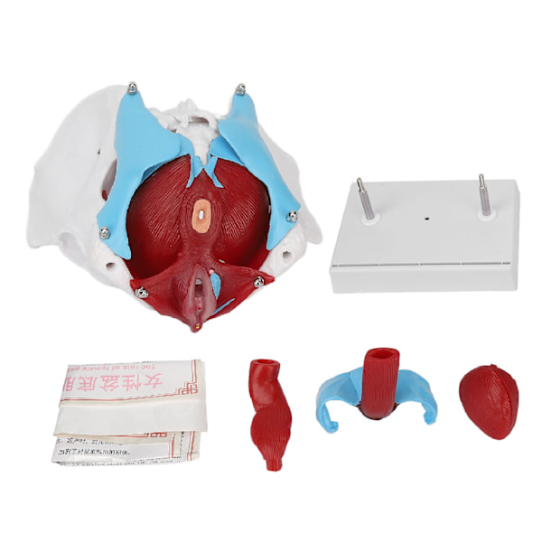 Bäckenbotten Anatomy Model Avtagbar färgad kvinnlig bäckenmodell för barnmorskeundervisning