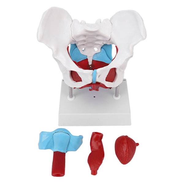 Bäckenbotten Anatomy Model Avtagbar färgad kvinnlig bäckenmodell för barnmorskeundervisning