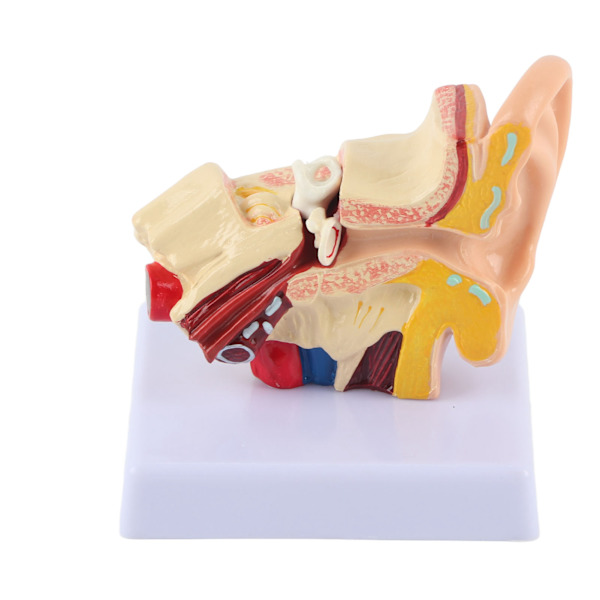 Ear Model Anatomy 1.5:1 Förstorad vetenskaplig professionell simulering Liten mänsklig anatomimodell
