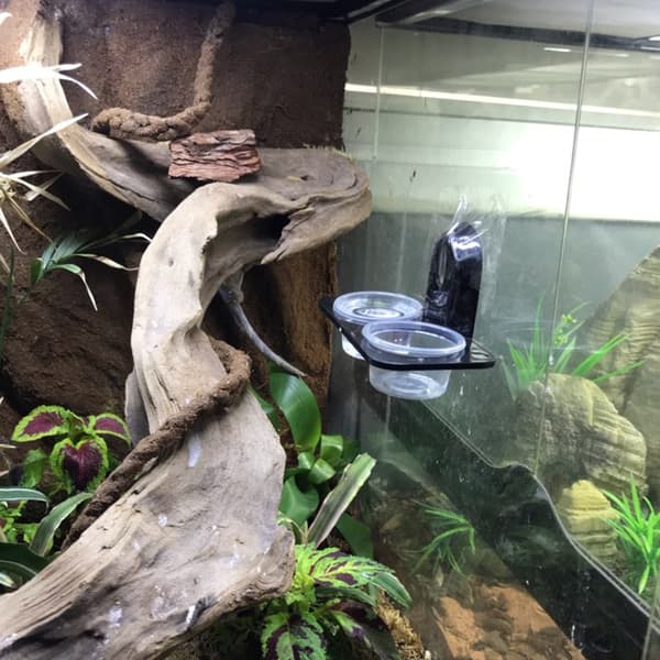 Reptilmatsskål Insektsoppdrettsbeholder Veggmontert vanndispenser Kompatibel med edderkopper øgler