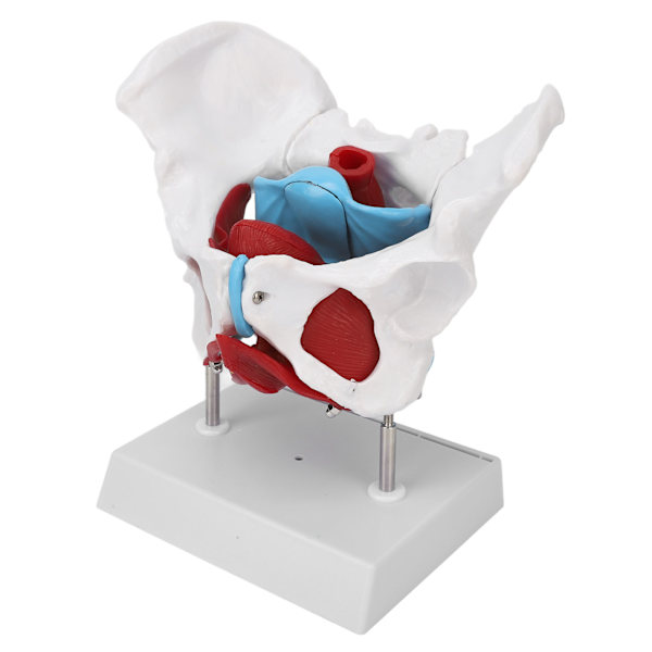 Bäckenbotten Anatomy Model Avtagbar färgad kvinnlig bäckenmodell för barnmorskeundervisning