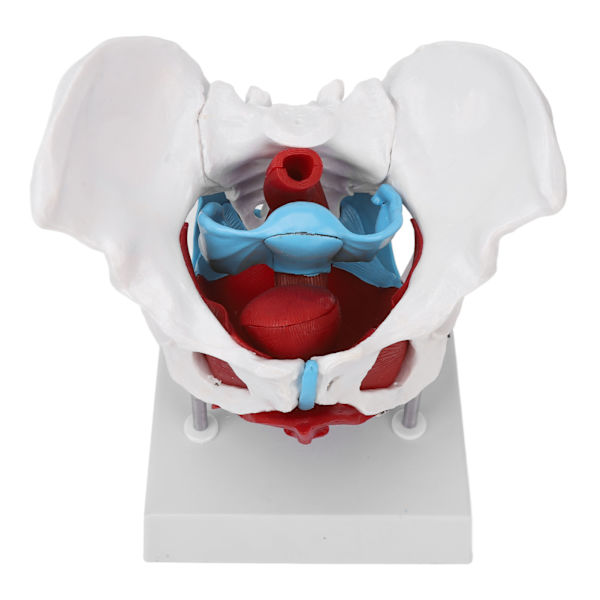 Bäckenbotten Anatomy Model Avtagbar färgad kvinnlig bäckenmodell för barnmorskeundervisning