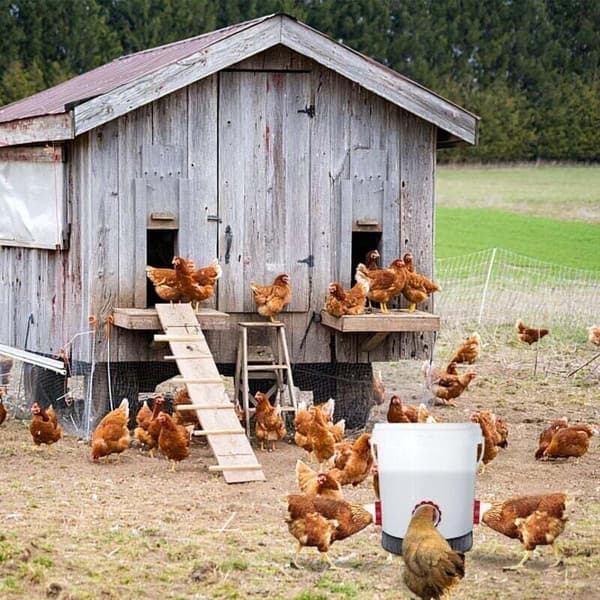 Chicken Feeder, Automatic Chicken Feeder, 4 Ports DIY Gravity Poultry Feeder Kit for Buckets, Barrels, Containers...