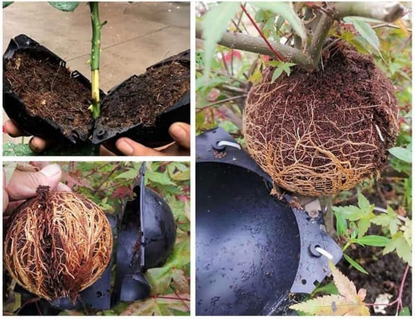 Air Layering Pods, Reusable Plant Rooting Devices, Plant Rooting and Grafting Boxes, Plant Root Controllers (Small Size (2 inches × 10 Pieces))